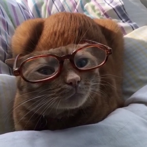 Meet your Posher, Emma - Picture 1 of 1